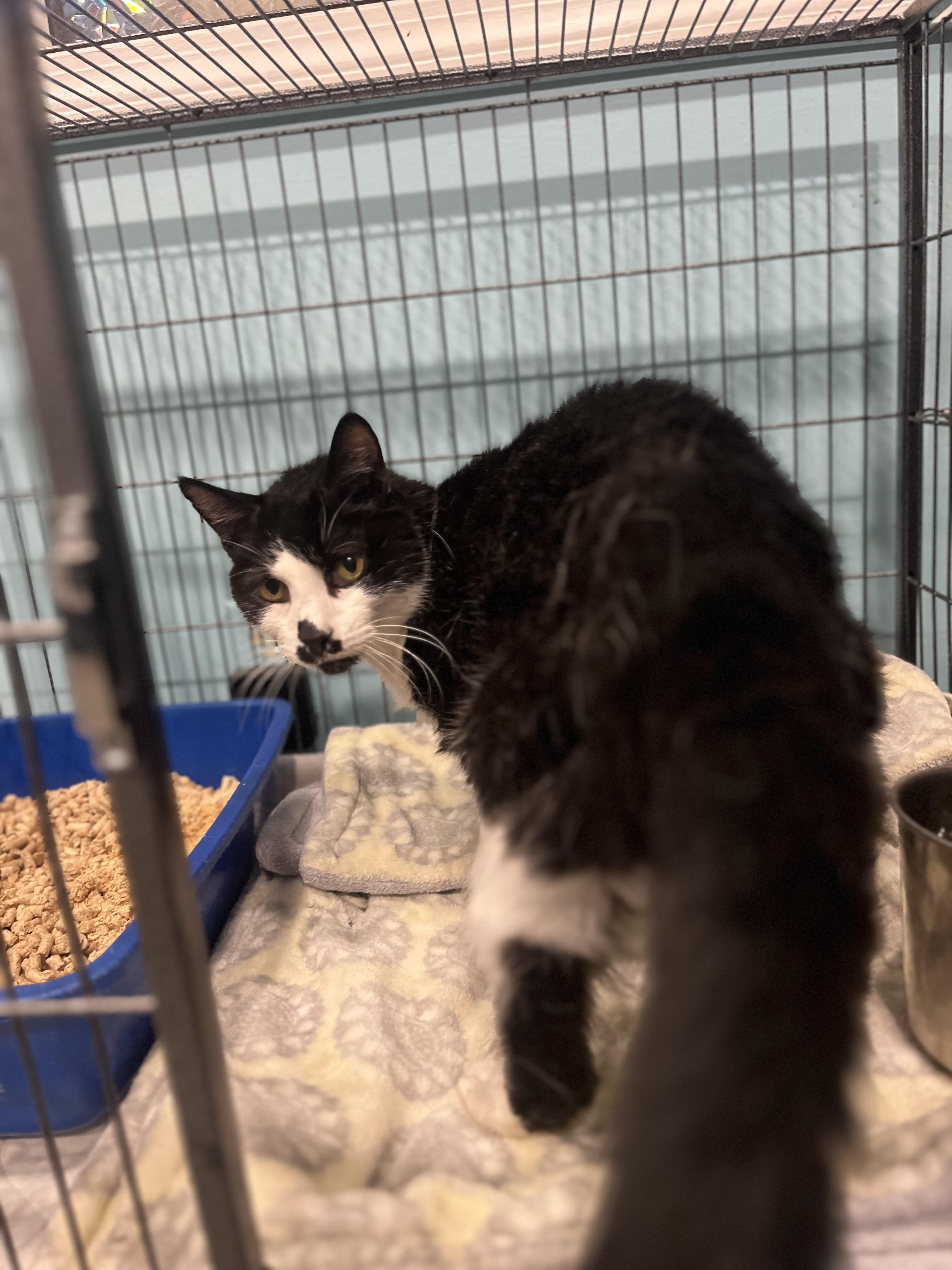 Enlarge LazyBones, a Adopted Domestic Short Hair in Blackstone, MA image 6/6
