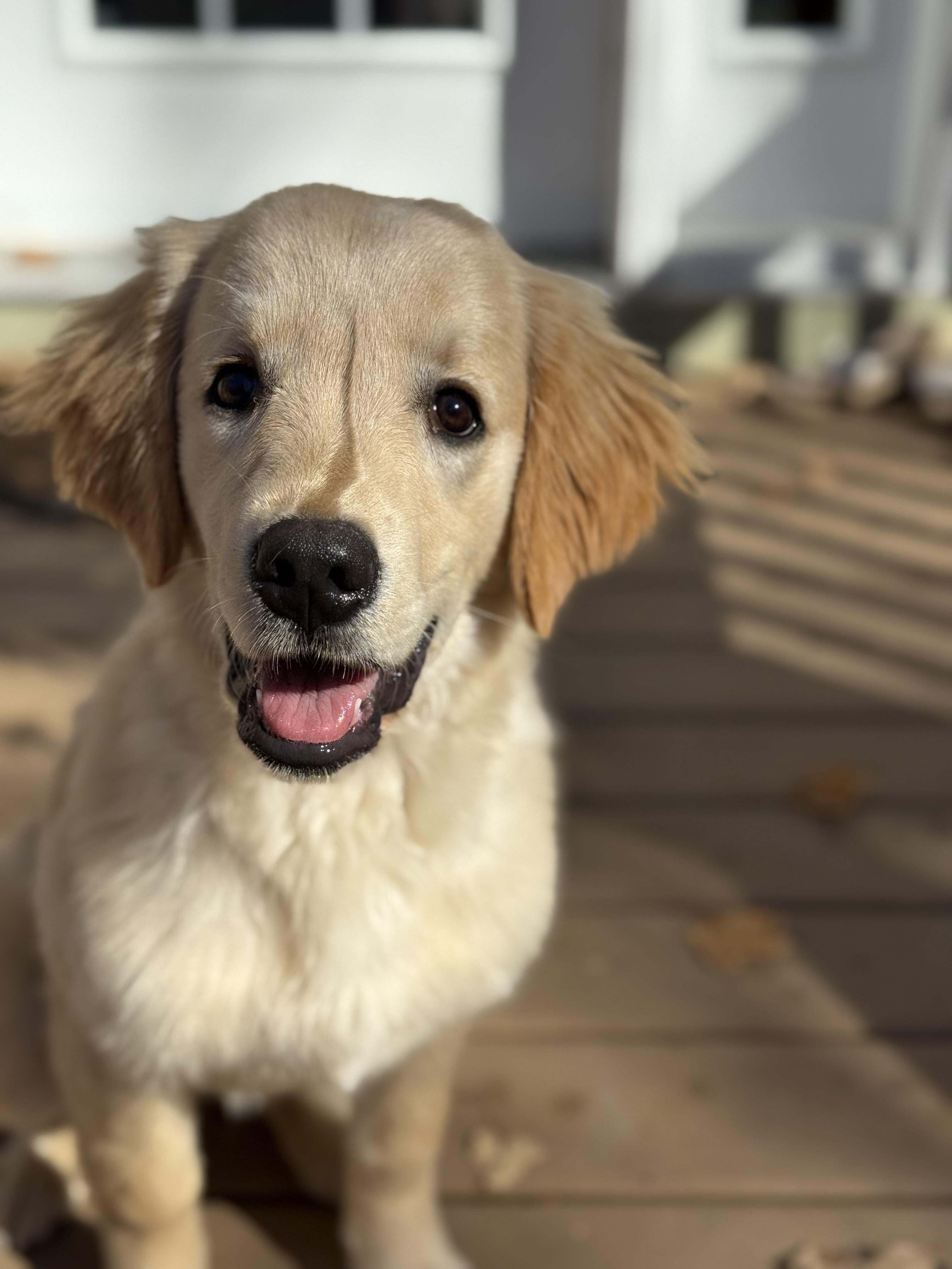 Enlarge Honey, a Adopted Golden Retriever in Milton, ON image 1/1