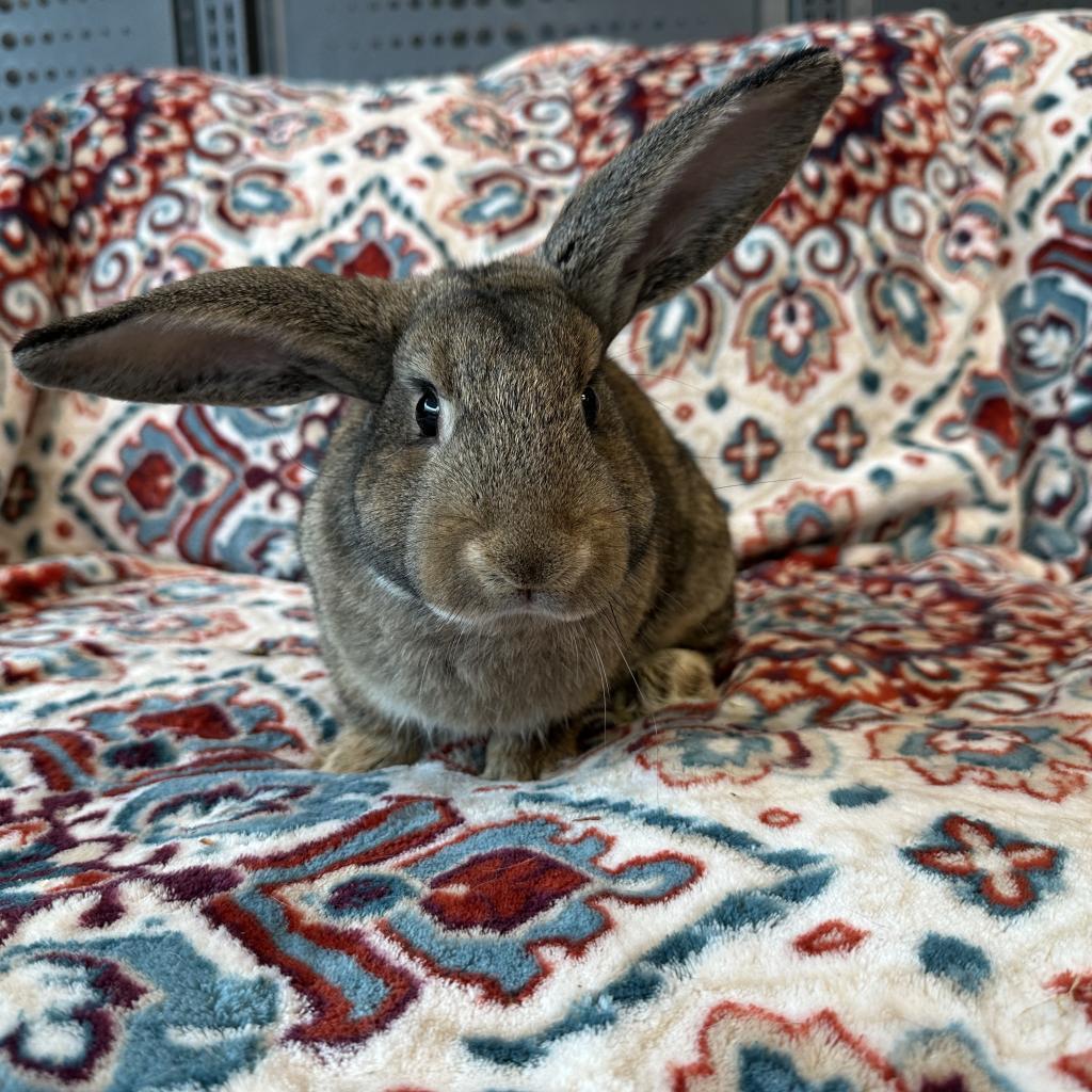 Enlarge Ande, a Adoptable Bunny Rabbit in Gansevoort, NY image 1/1