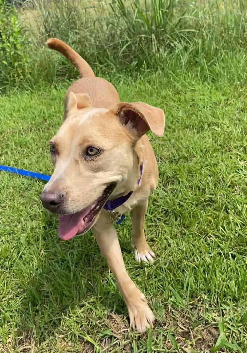 Phoebe, Adoptable, Puppy Female Pit Bull Terrier & Labrador Retriever.