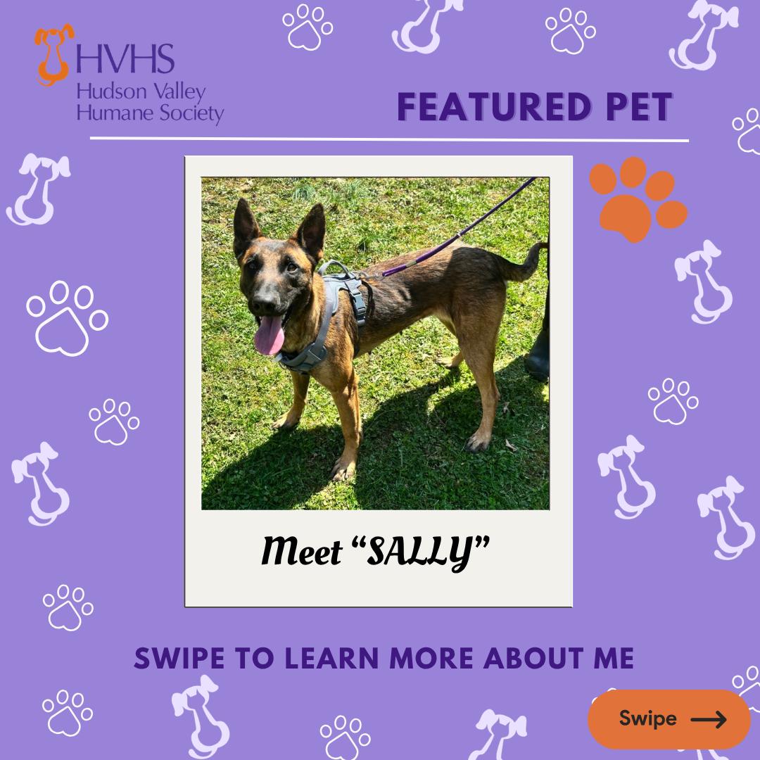Enlarge SALLY, a ADOPTABLE mixed breed in Pomona, NY image 1/2