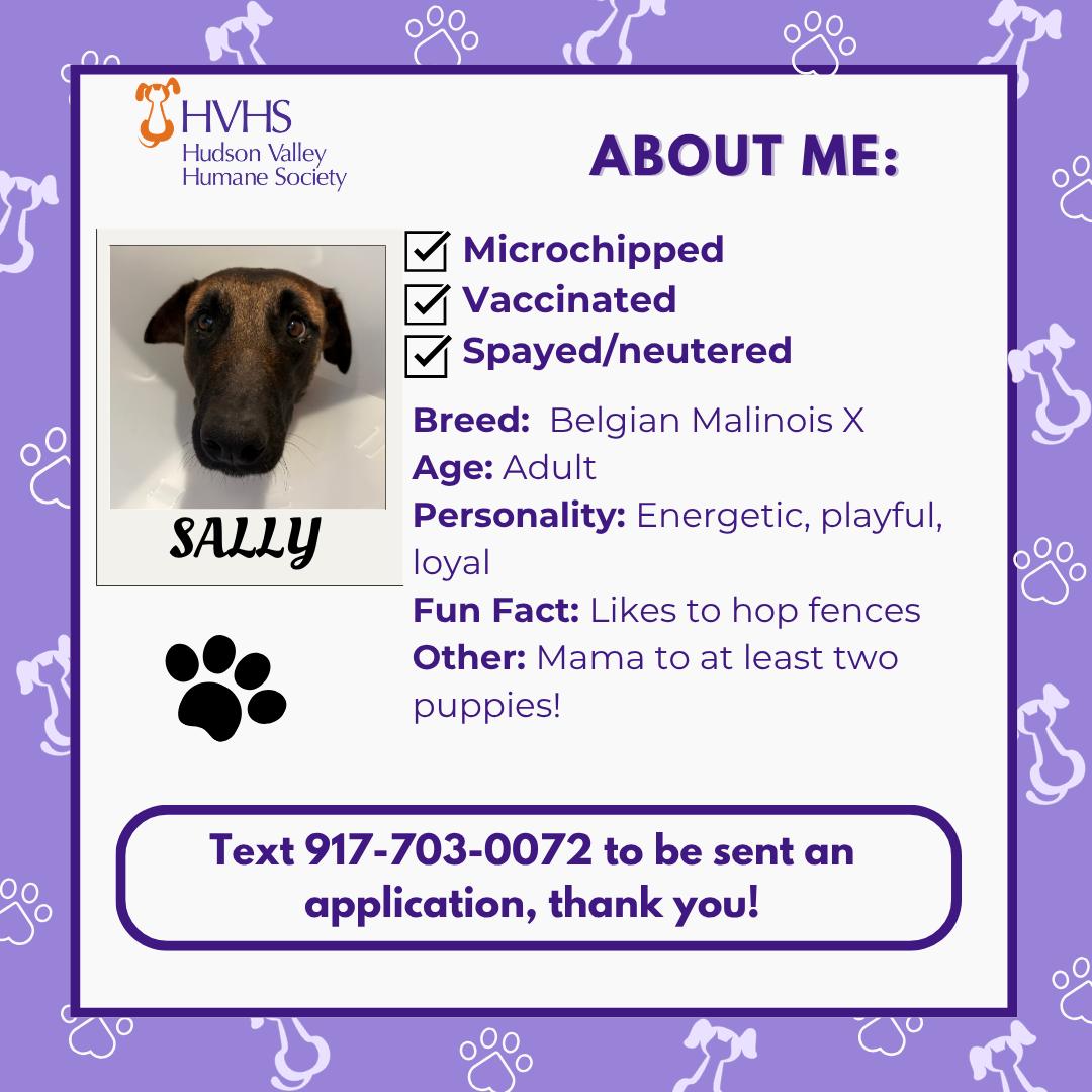 Enlarge SALLY, a ADOPTABLE mixed breed in Pomona, NY image 2/2