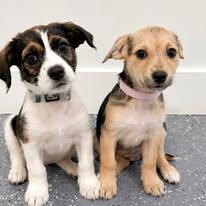 Enlarge Atlas & Koda (BONDED PAIR), a ADOPTABLE mixed breed in Miami, FL image 1/4