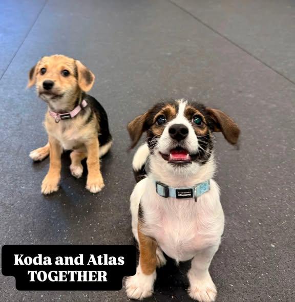 Enlarge Atlas & Koda (BONDED PAIR), a ADOPTABLE mixed breed in Miami, FL image 3/4
