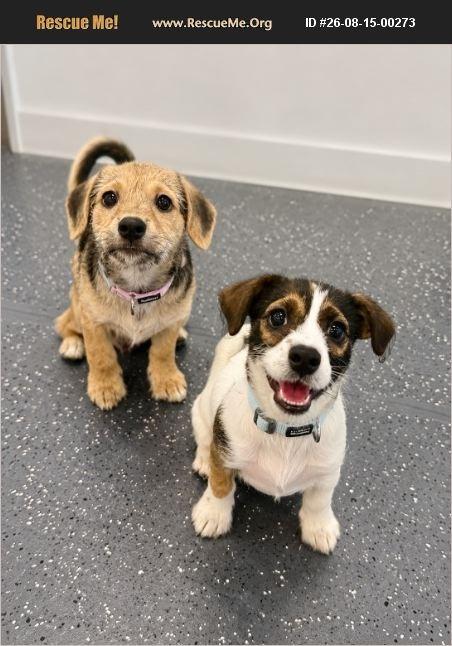 Enlarge Atlas & Koda (BONDED PAIR), a ADOPTABLE mixed breed in Miami, FL image 2/4