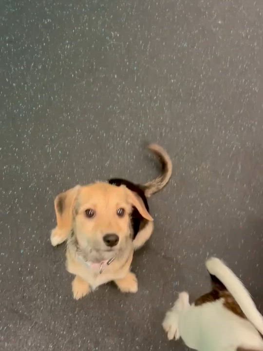Enlarge Atlas & Koda (BONDED PAIR), a ADOPTABLE mixed breed in Miami, FL video 4/4