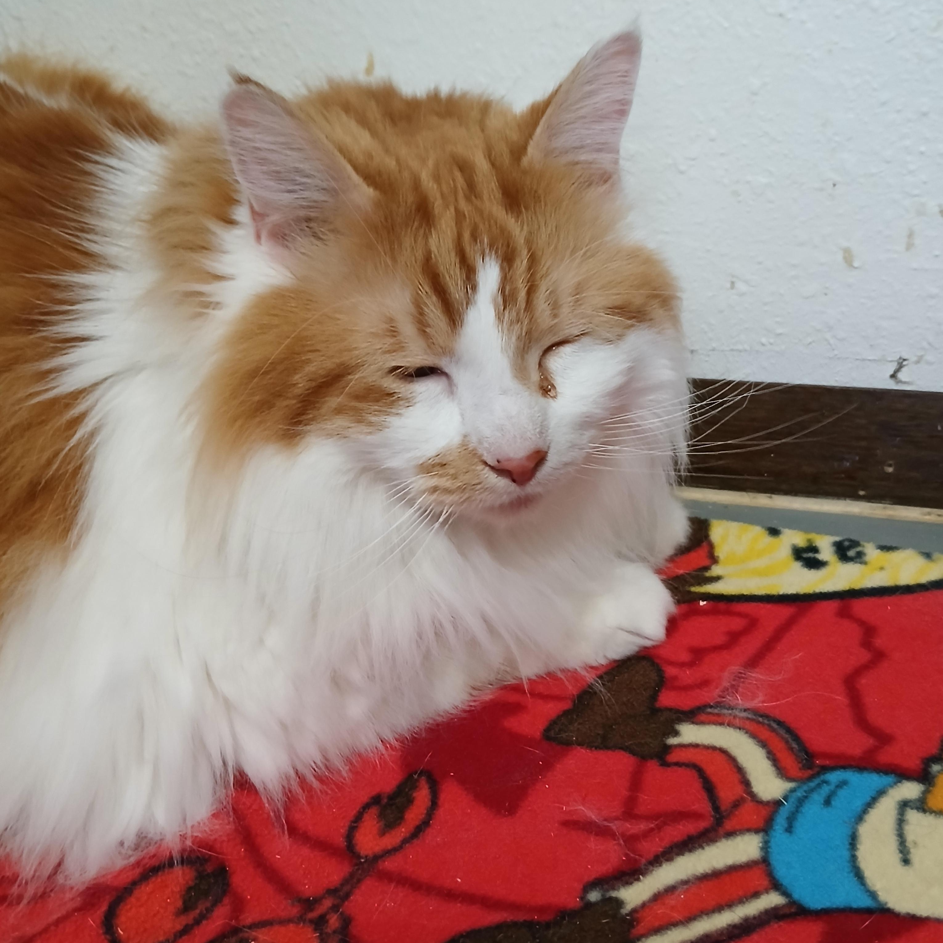 Dennis, adopted, Adult Male Maine Coon.