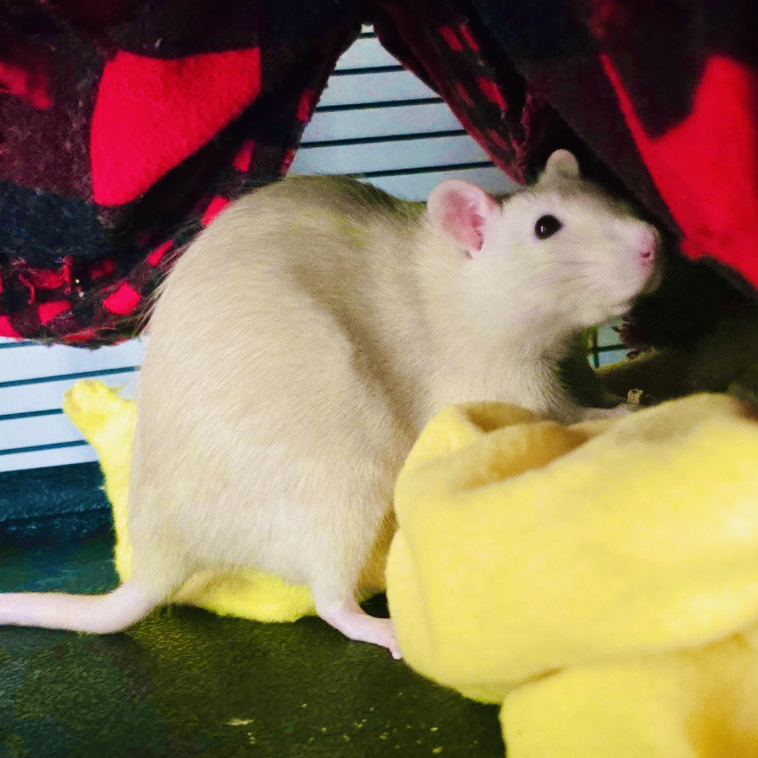 Enlarge Alba & Buggy, a ADOPTABLE Rat in Norcross, GA image 2/3