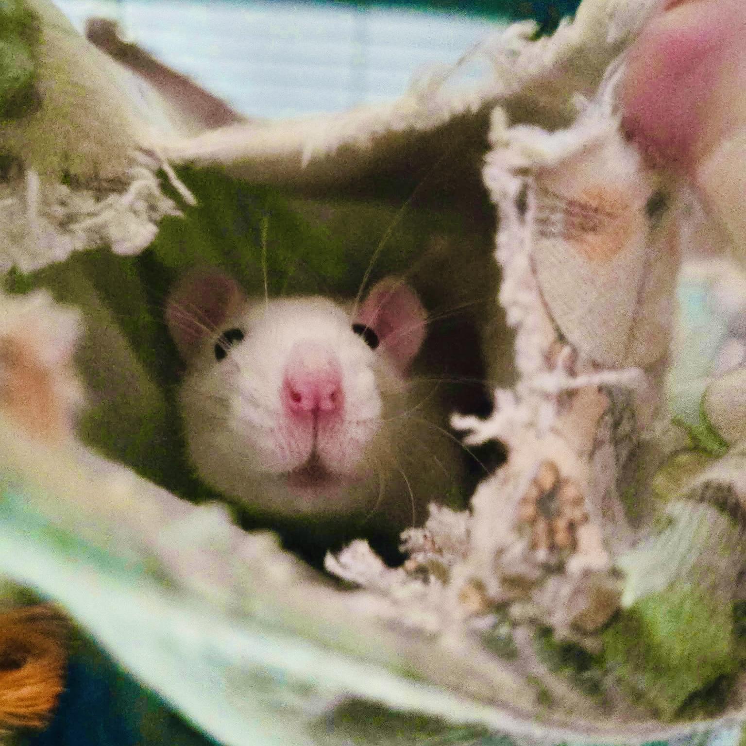 Enlarge Alba & Buggy, a ADOPTABLE Rat in Norcross, GA image 3/3