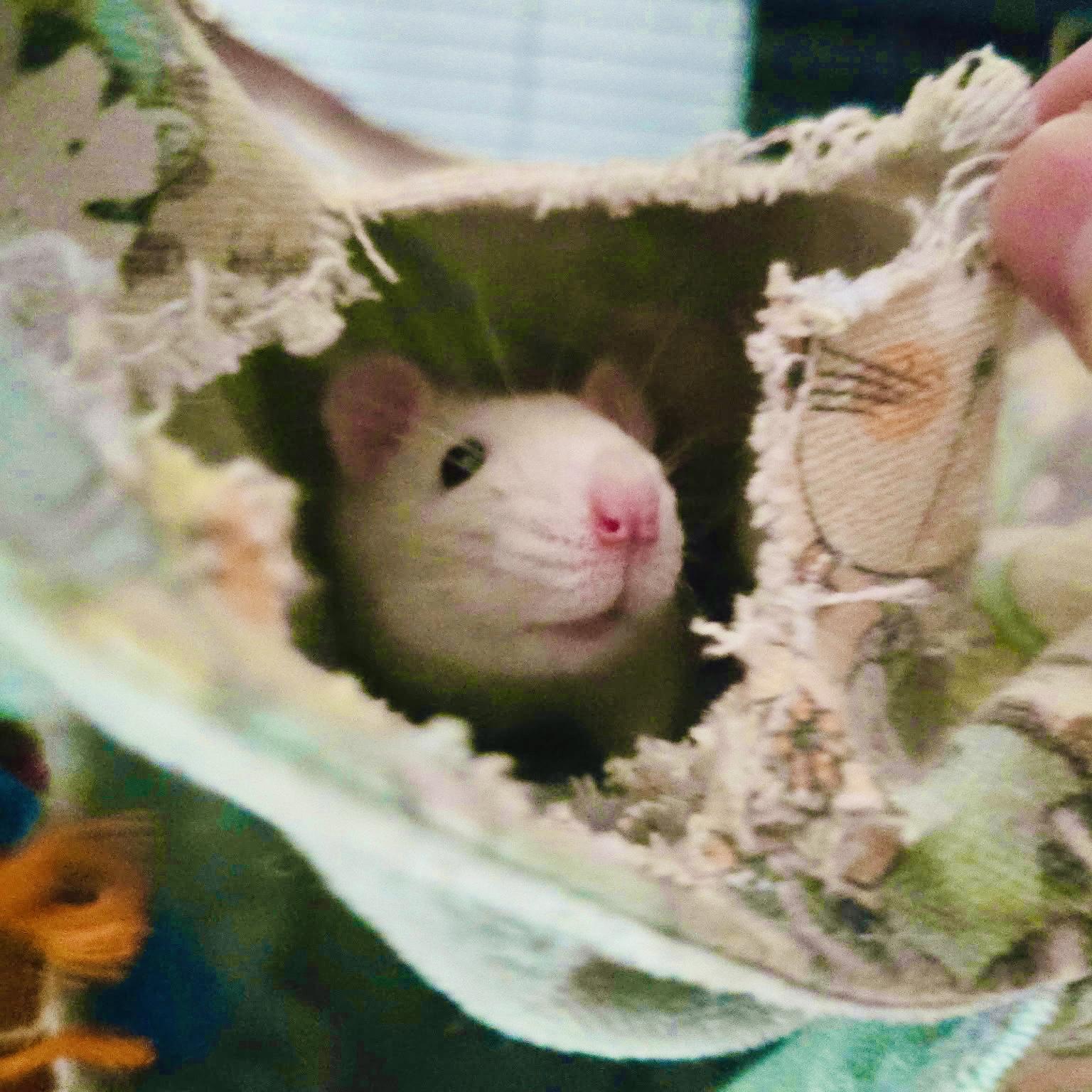 Alba & Buggy, ADOPTABLE, Adult Female Rat.