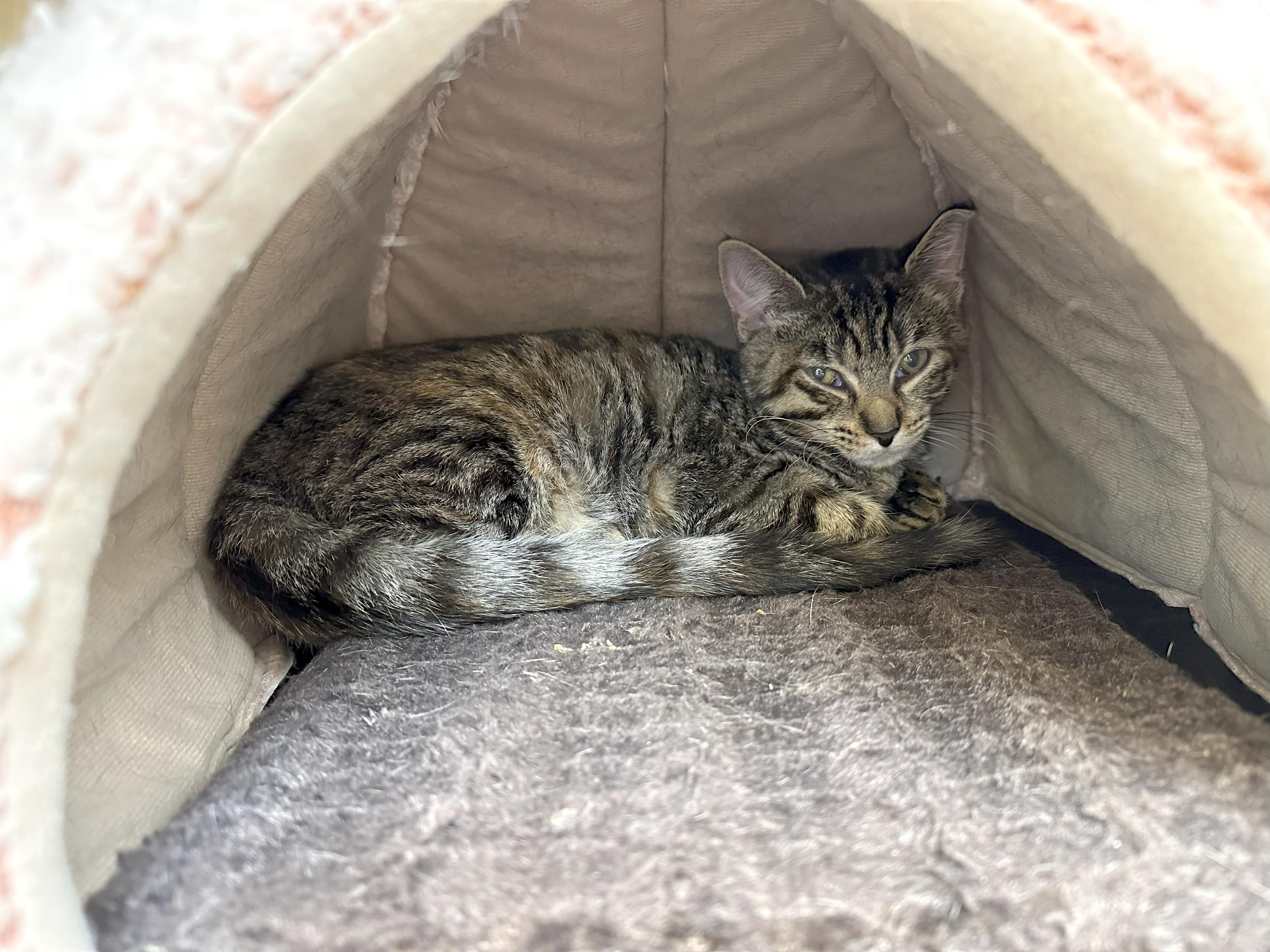 Enlarge Stella, a Adoptable Domestic Short Hair in Crystal Lake, IL image 6/6