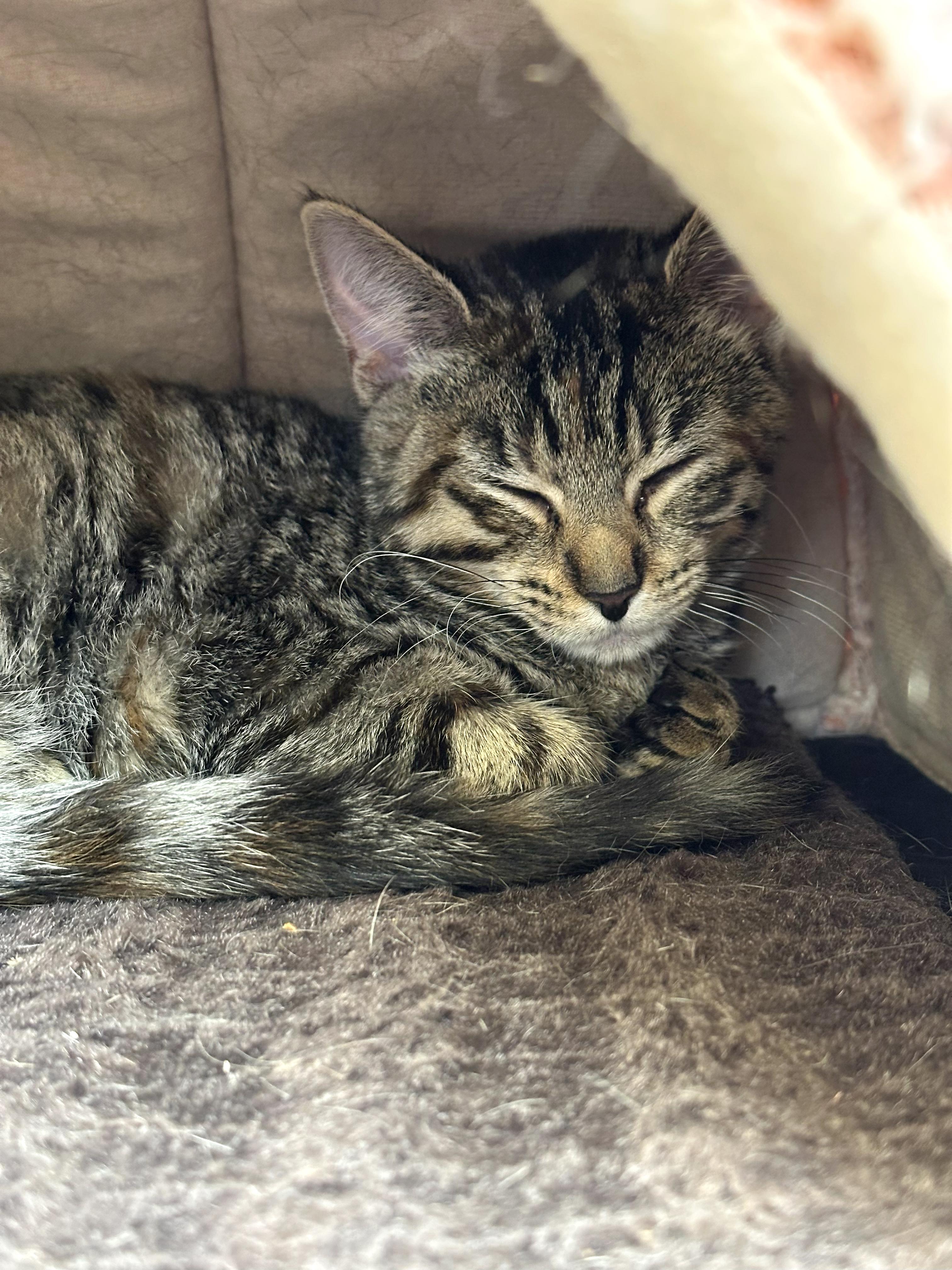 Enlarge Stella, a Adoptable Domestic Short Hair in Crystal Lake, IL image 4/6