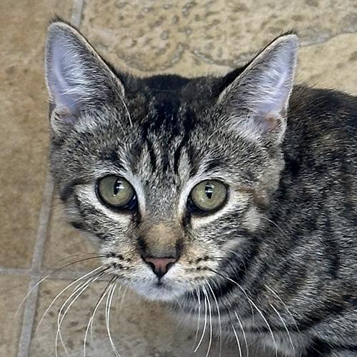 Stella, Adoptable, Kitten Female Domestic Short Hair.