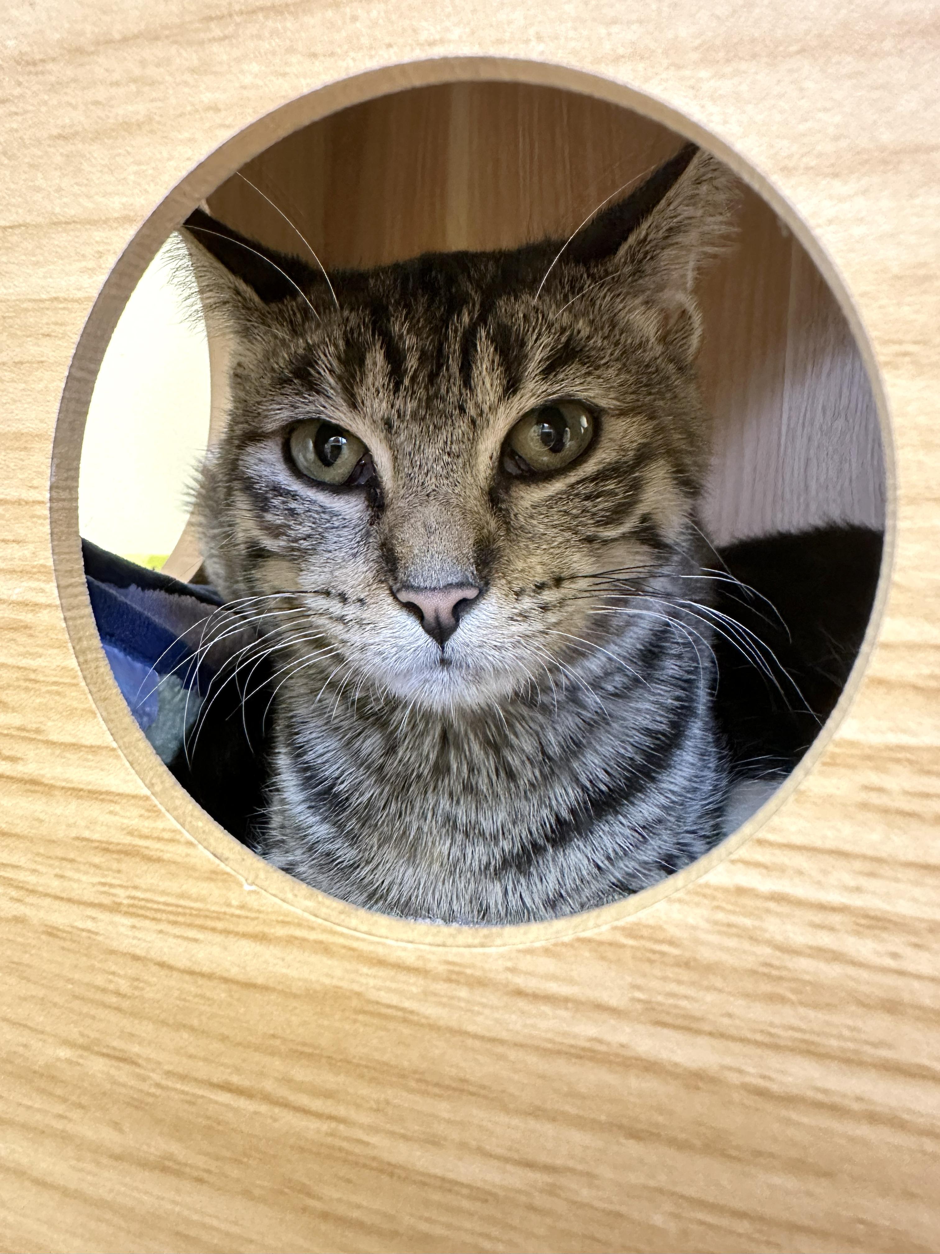 Enlarge Stella, a Adoptable Domestic Short Hair in Crystal Lake, IL image 3/6