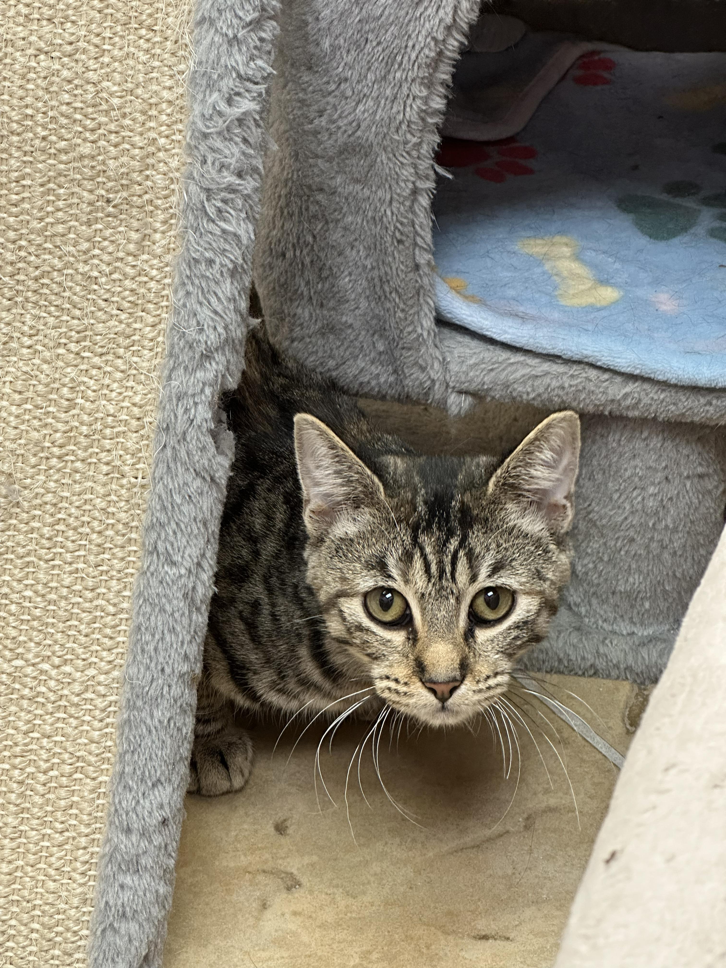 Enlarge Stella, a Adoptable Domestic Short Hair in Crystal Lake, IL image 5/6