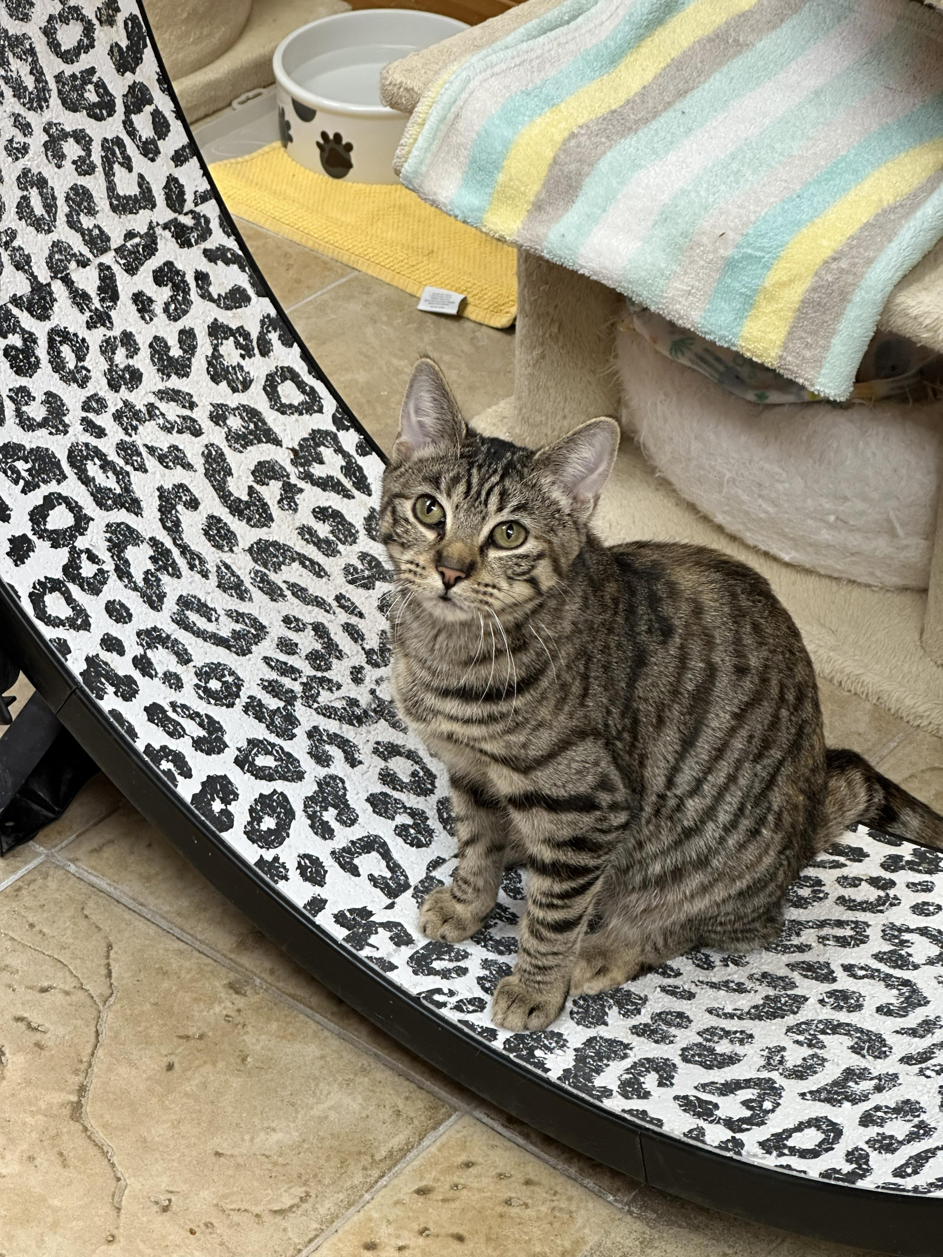 Enlarge Stella, a Adoptable Domestic Short Hair in Crystal Lake, IL image 2/6