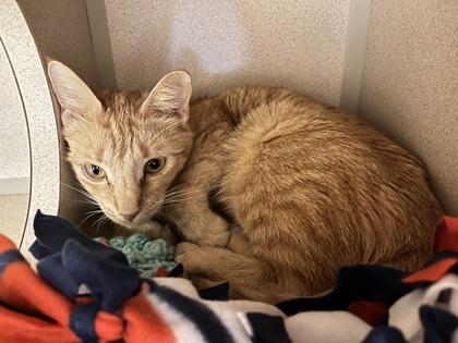 Enlarge Brioche Bun, a Adoptable mixed breed in Quakertown, PA image 1/2