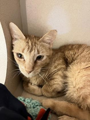 Enlarge Brioche Bun, a Adoptable mixed breed in Quakertown, PA image 2/2