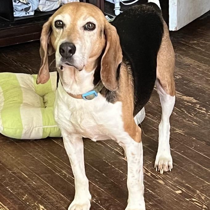 Weston, a ADOPTABLE Beagle in Spring Hill, TN image 1/6