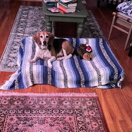 Weston, a ADOPTABLE Beagle in Spring Hill, TN image 2/6