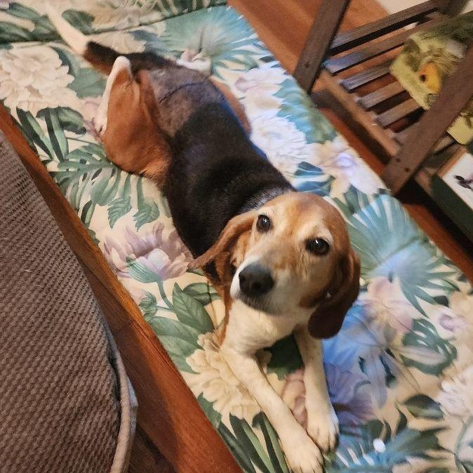 Weston, a ADOPTABLE Beagle in Spring Hill, TN image 3/6