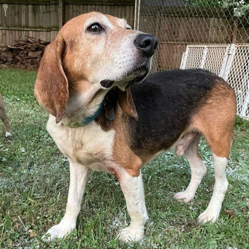 Weston, a ADOPTABLE Beagle in Spring Hill, TN image 4/6