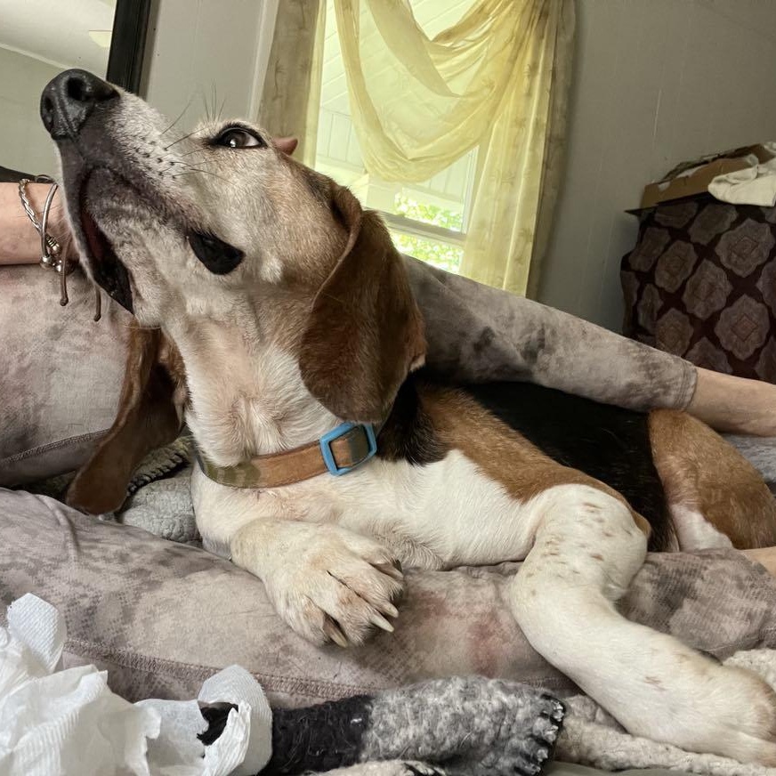 Weston, a ADOPTABLE Beagle in Spring Hill, TN image 5/6