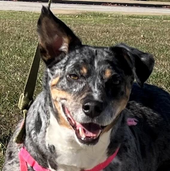 Buddy, a Adoptable mixed breed in Frederick, MD image 2/4
