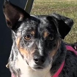 Buddy, a Adoptable mixed breed in Frederick, MD image 1/4