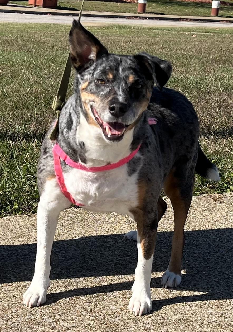 Buddy, a Adoptable mixed breed in Frederick, MD image 3/4
