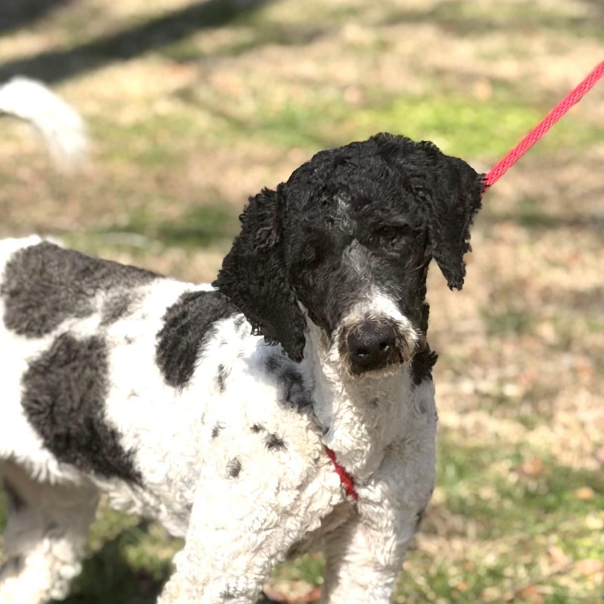 Curly, a Adoptable Standard Poodle in Locust Fork, AL image 1/3