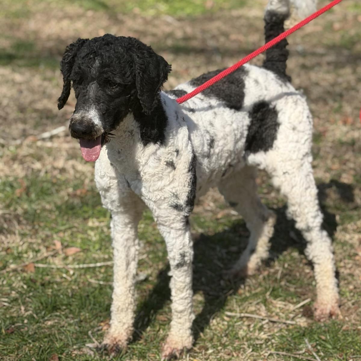 Curly, a Adoptable Standard Poodle in Locust Fork, AL image 2/3