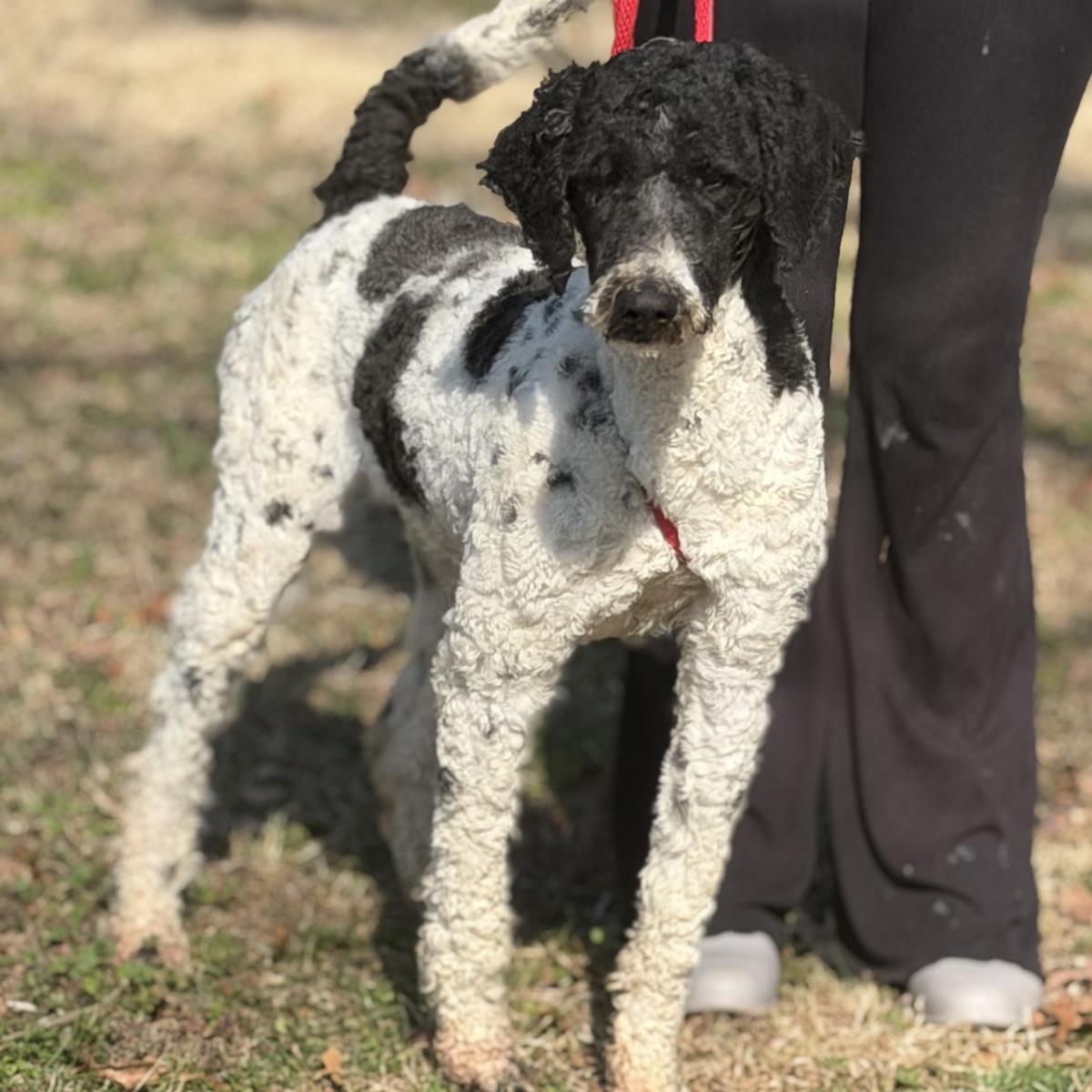 Curly, a Adoptable Standard Poodle in Locust Fork, AL image 3/3
