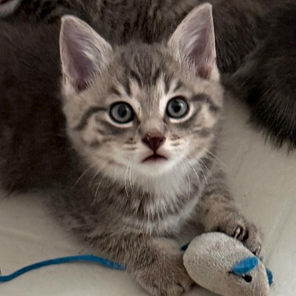Cub (ON ADOPTION HOLD), ADOPTABLE, Kitten Male Domestic Short Hair.