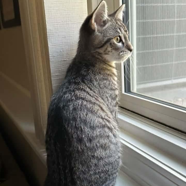 Enlarge Clove- Tiny Body, Giant Personality, a Adoptable mixed breed in Kentwood, MI image 2/6