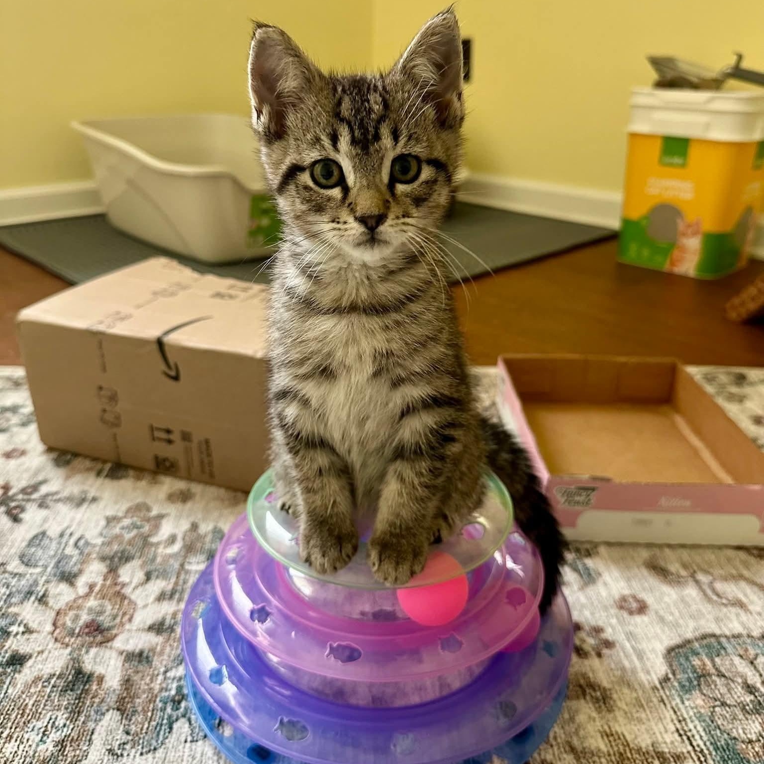 Clove, Adoptable, Kitten Male Domestic Short Hair & Tabby.