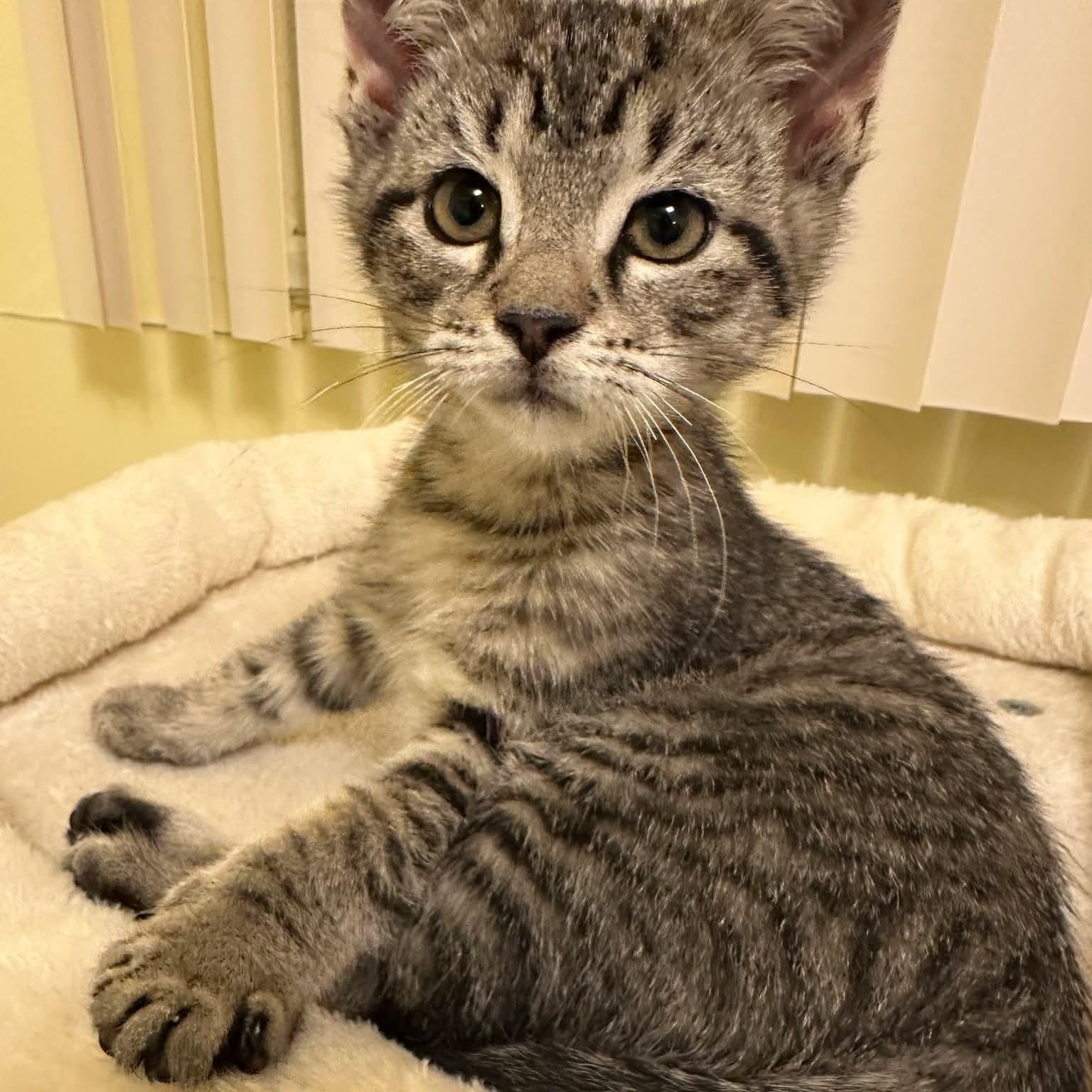 Enlarge Clove, a Adoptable mixed breed in Kentwood, MI image 2/6