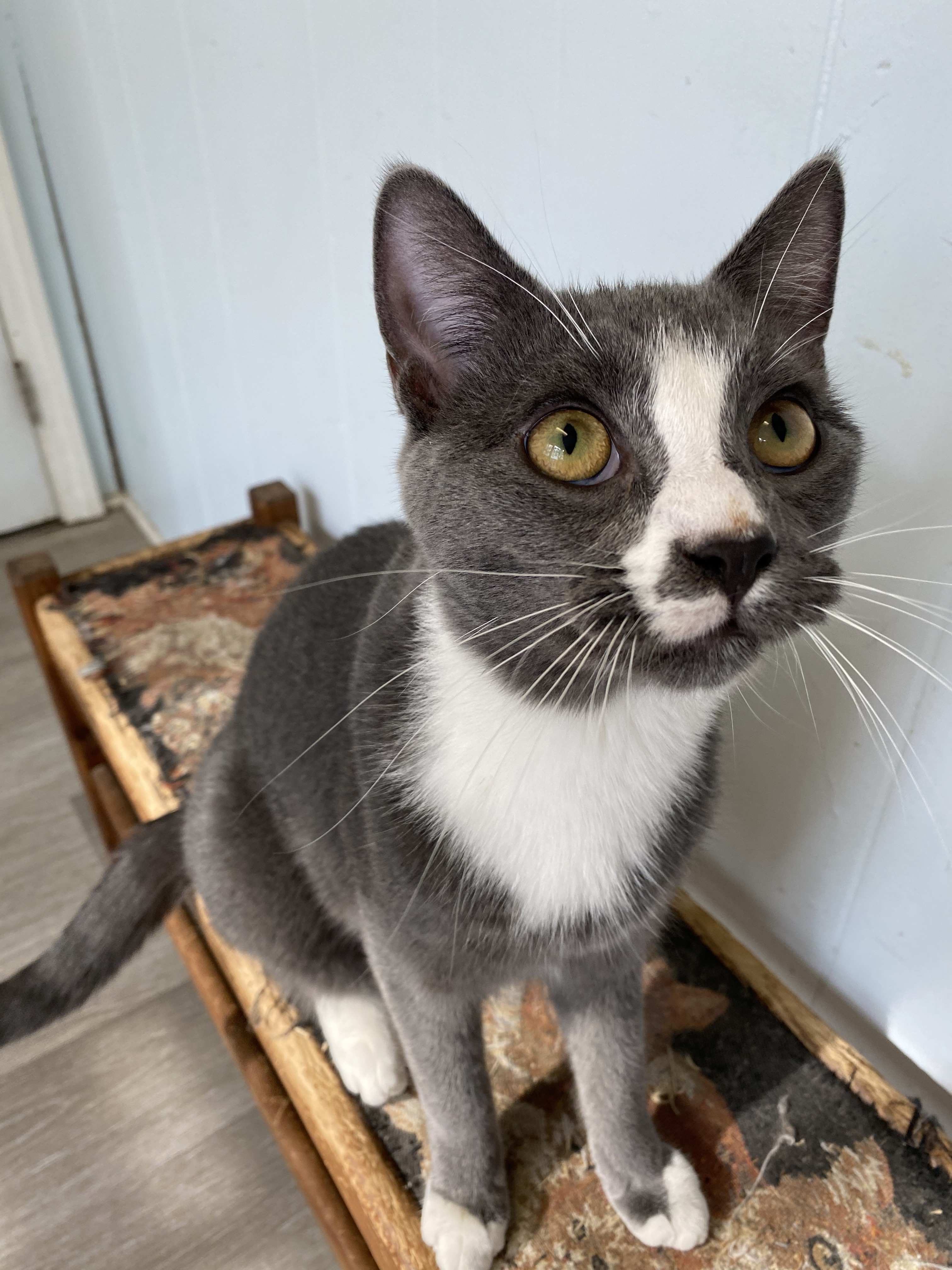 Mason, a Adoptable Domestic Short Hair in Colonia, NJ image 1/12
