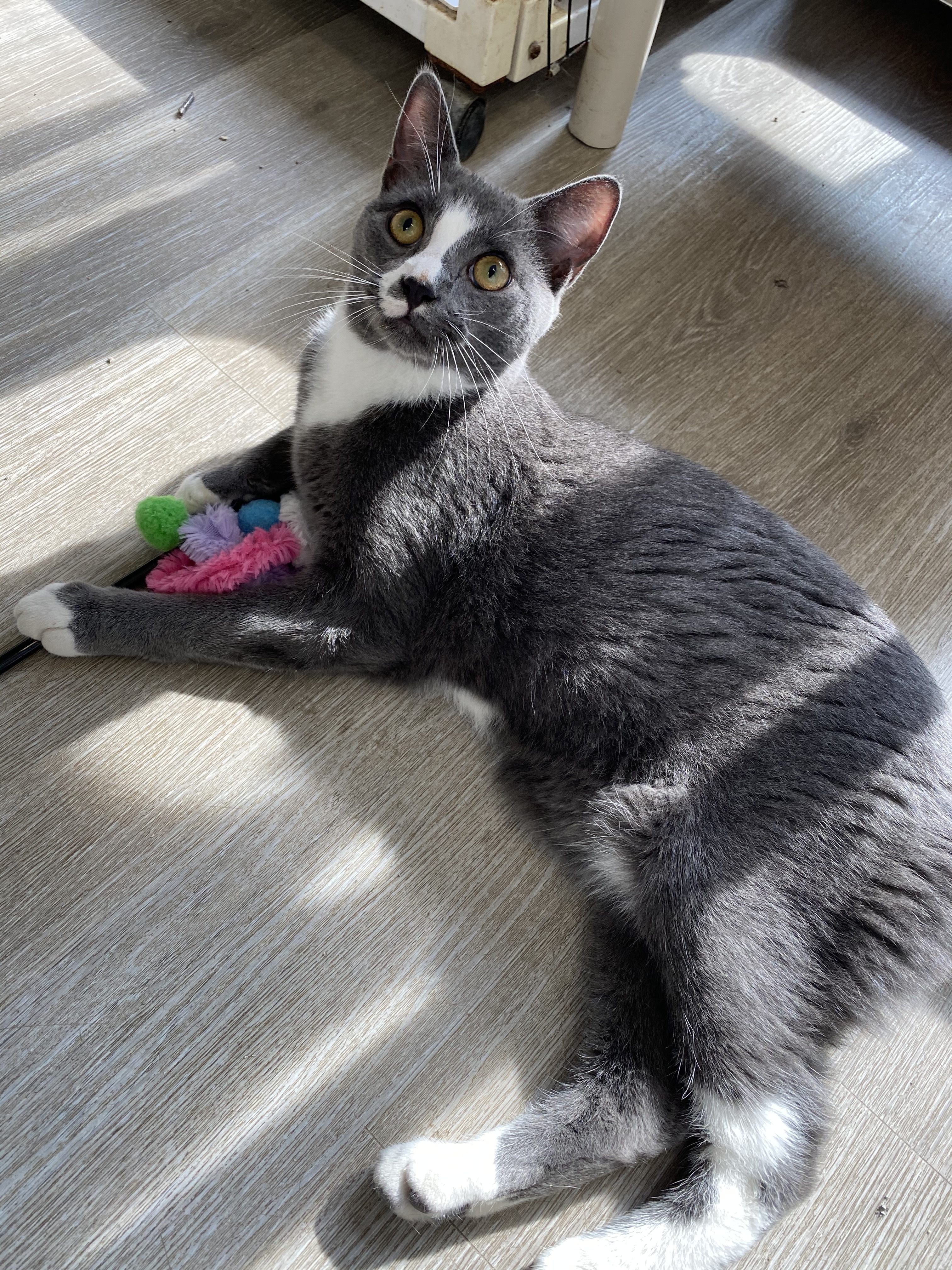 Mason, a Adoptable Domestic Short Hair in Colonia, NJ image 2/12