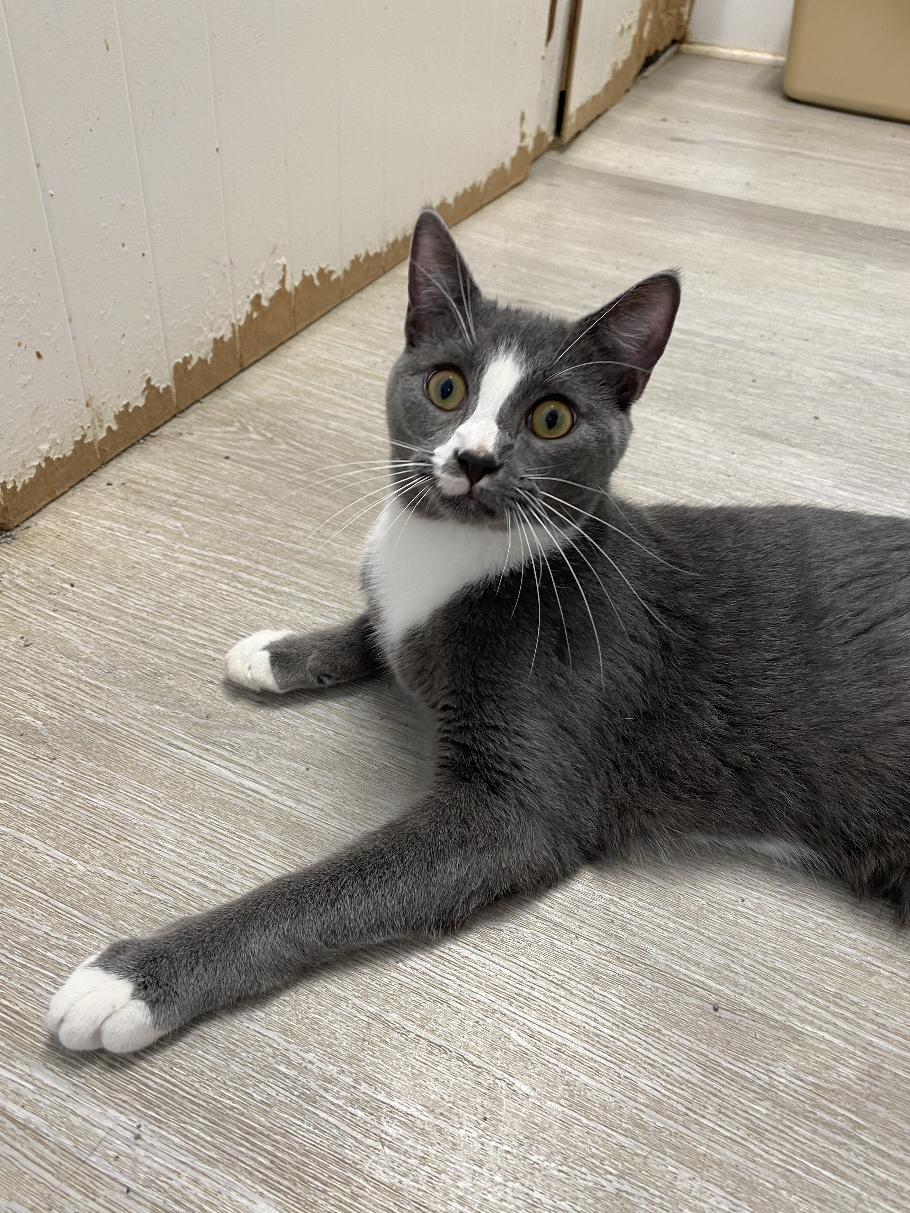 Mason, a Adoptable Domestic Short Hair in Colonia, NJ image 3/12