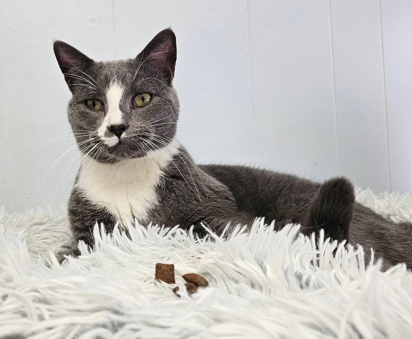 Mason, a Adoptable Domestic Short Hair in Colonia, NJ image 1/6