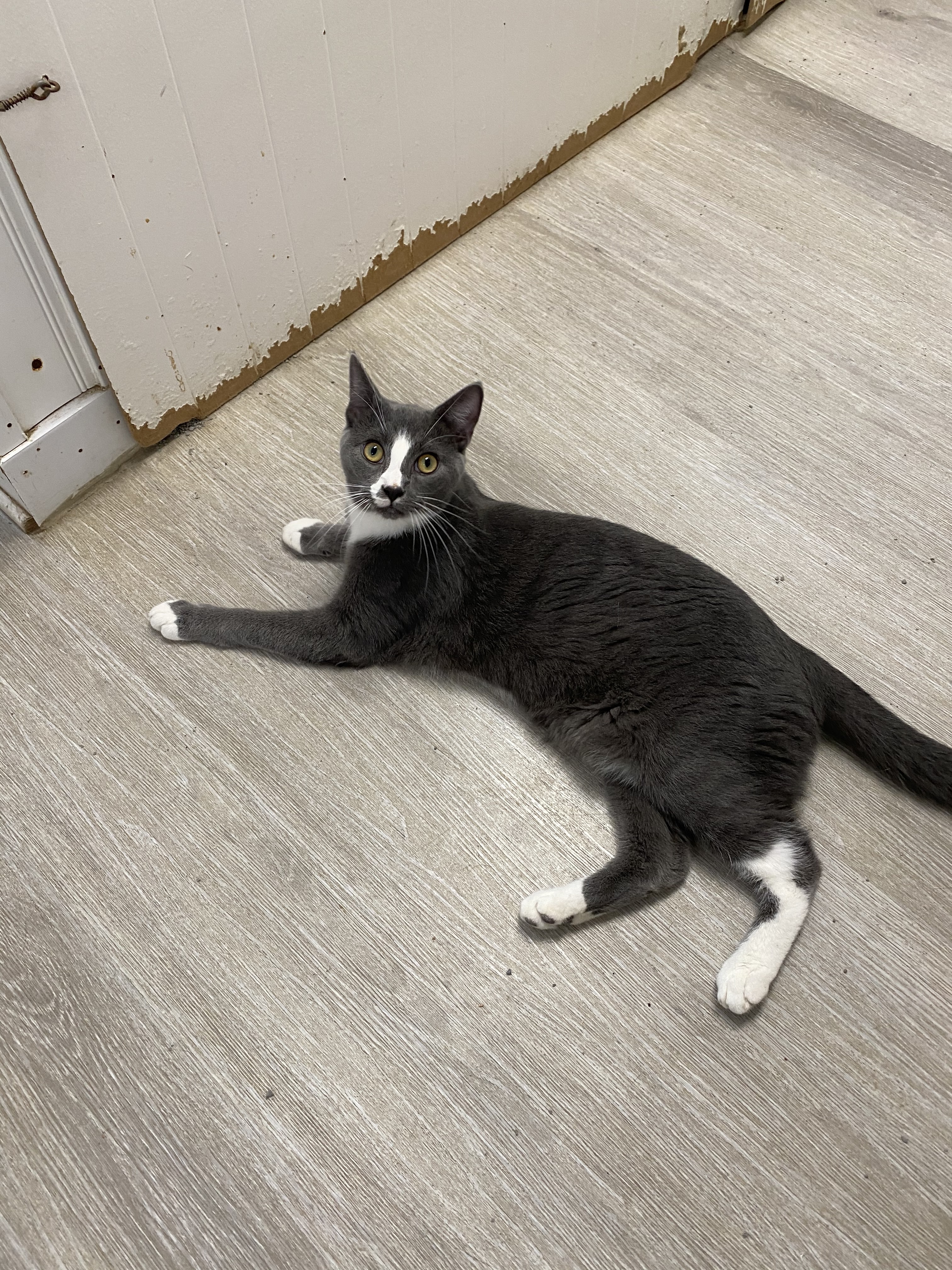 Mason, a Adoptable Domestic Short Hair in Colonia, NJ image 4/12