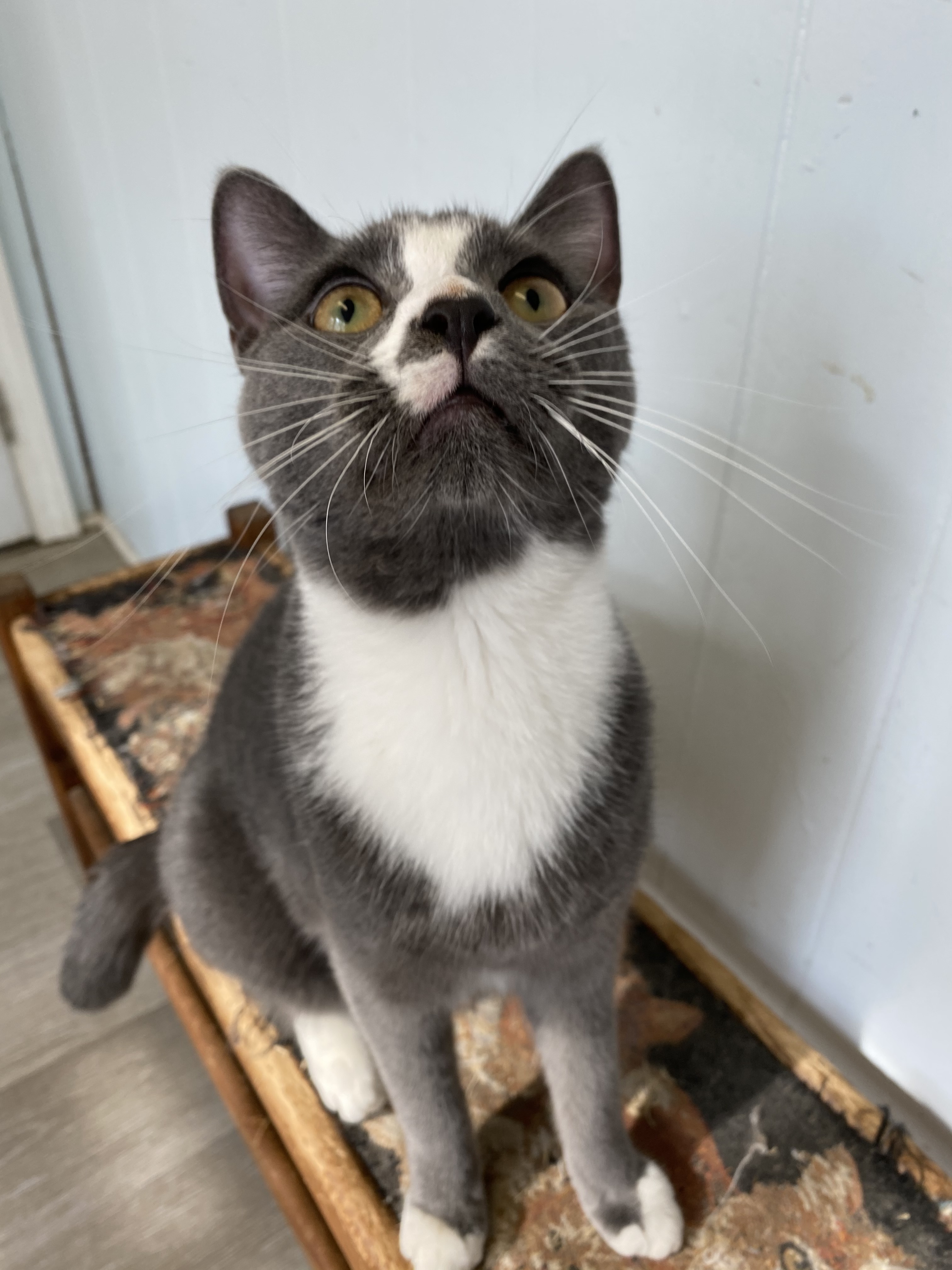 Mason, a Adoptable Domestic Short Hair in Colonia, NJ image 5/12