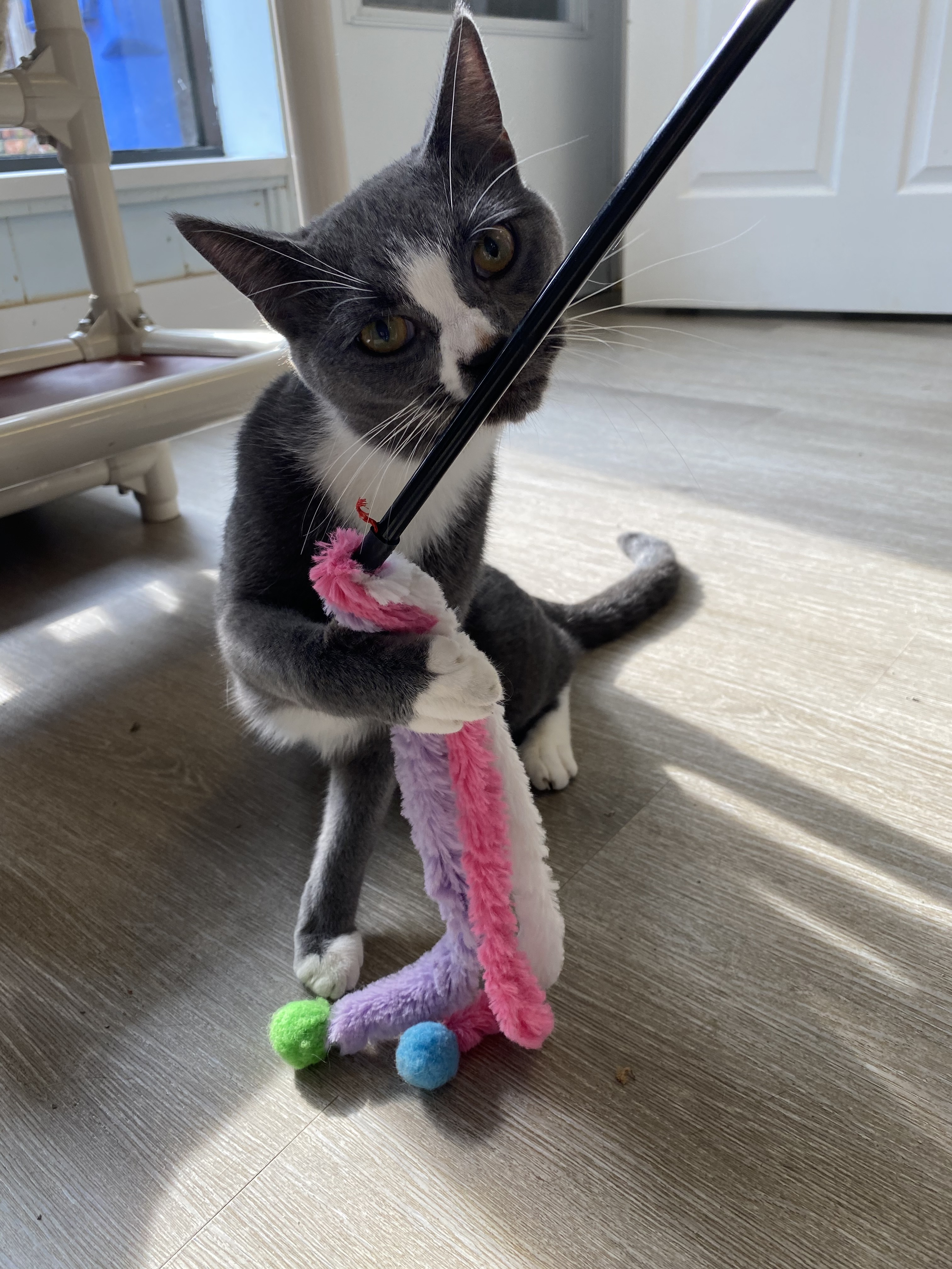 Mason, a Adoptable Domestic Short Hair in Colonia, NJ image 6/12