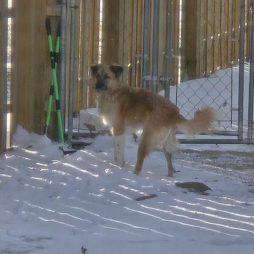 Bambi - Home to Home, Adoptable, Adult Female Border Collie.