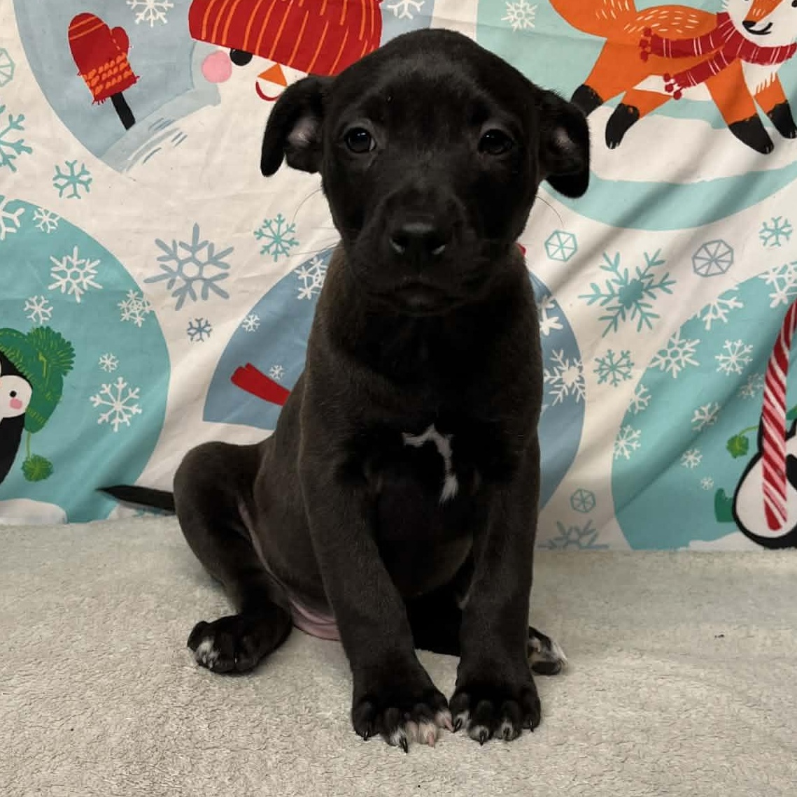 Enlarge Rivet- From the Fastener 11, a Adoptable mixed breed in Kentwood, MI image 1/6