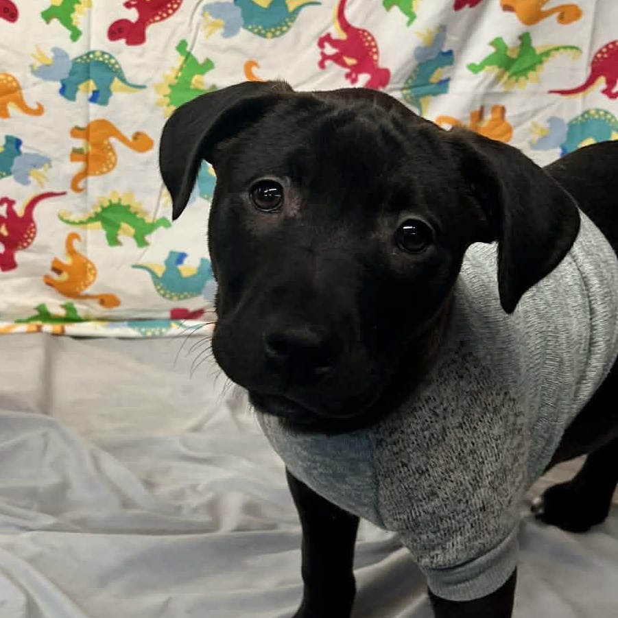 Rivet From The Fastener thumbnail 2