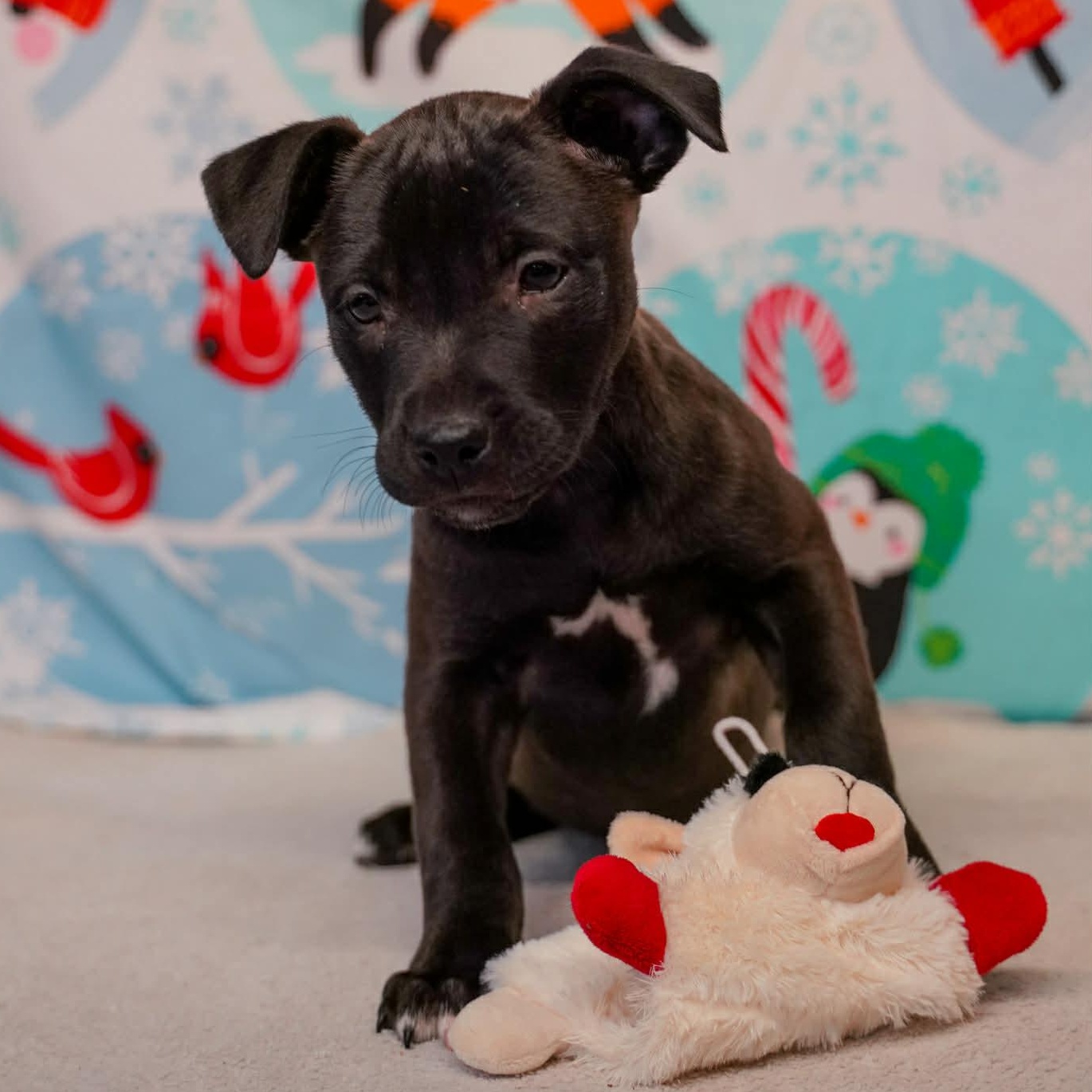 Enlarge Rivet- From the Fastener 11, a Adoptable mixed breed in Kentwood, MI image 4/6