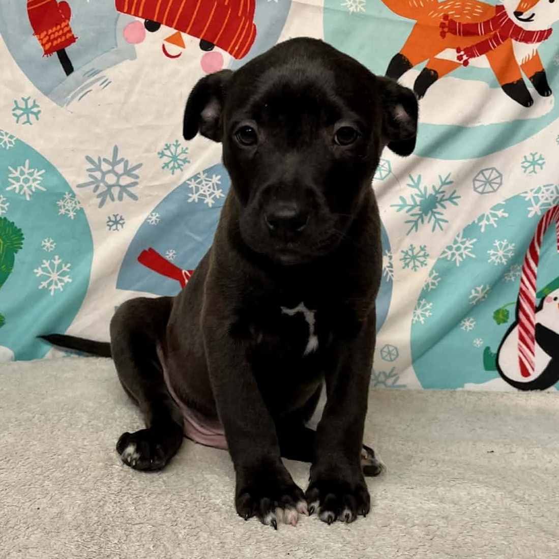 Enlarge Rivet- From the Fastener 11, a Adoptable mixed breed in Kentwood, MI image 6/6