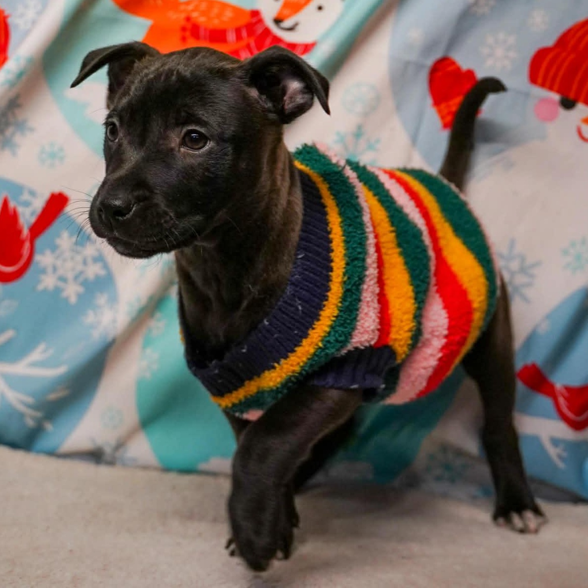 Enlarge Rivet- From the Fastener 11, a Adoptable mixed breed in Kentwood, MI image 3/6